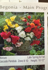Netherland Bulb Company Begonia pendula Cascade Mix 4 pack 6-7mm