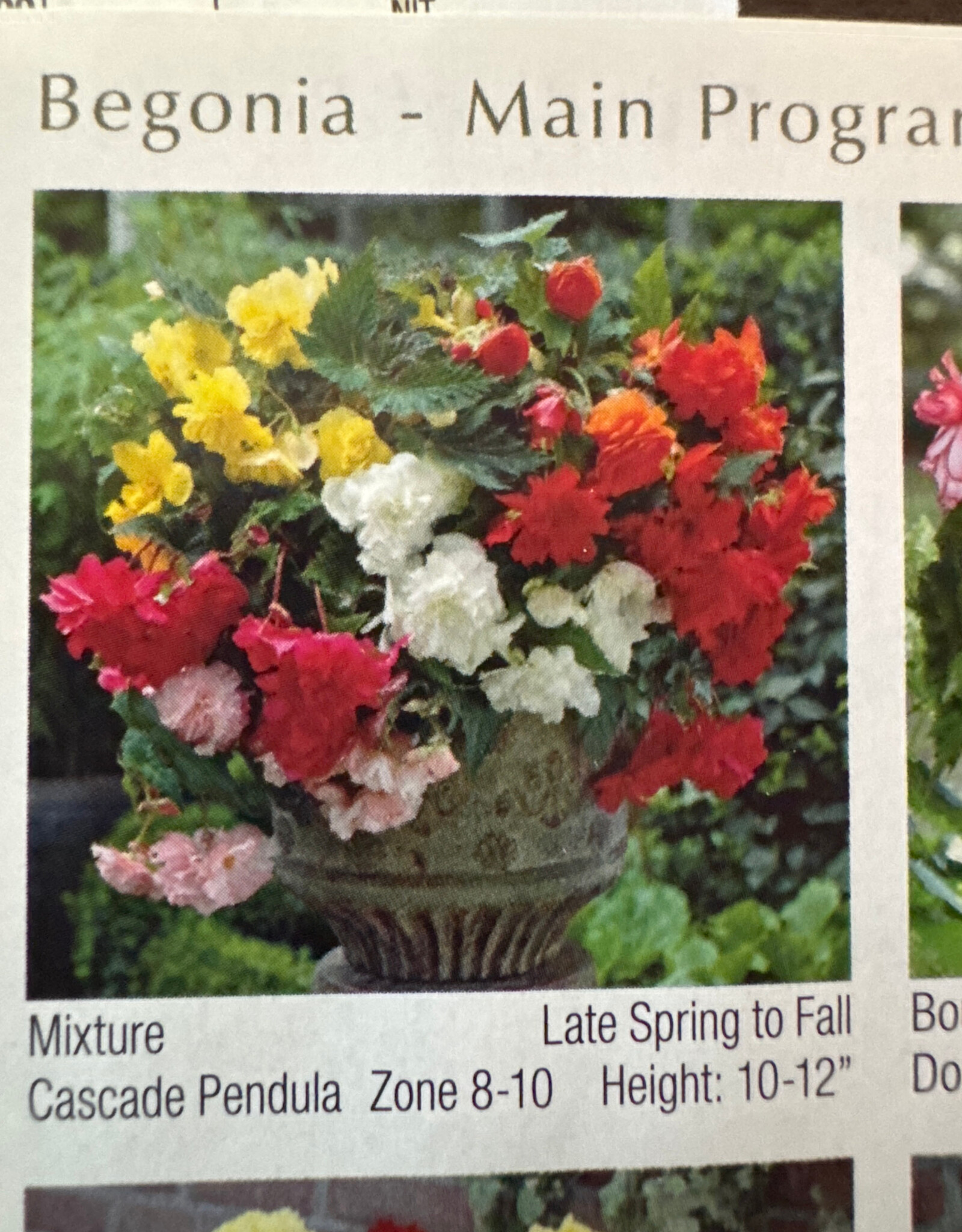 Netherland Bulb Company Begonia pendula Cascade Mix 4 pack 6-7mm