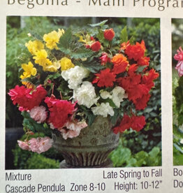 Netherland Bulb Company Begonia pendula Cascade Mix 4 pack 6-7mm