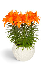 Zabo Lilium Asiatic Pot Lily TINY INVADER   #1 pot Orange