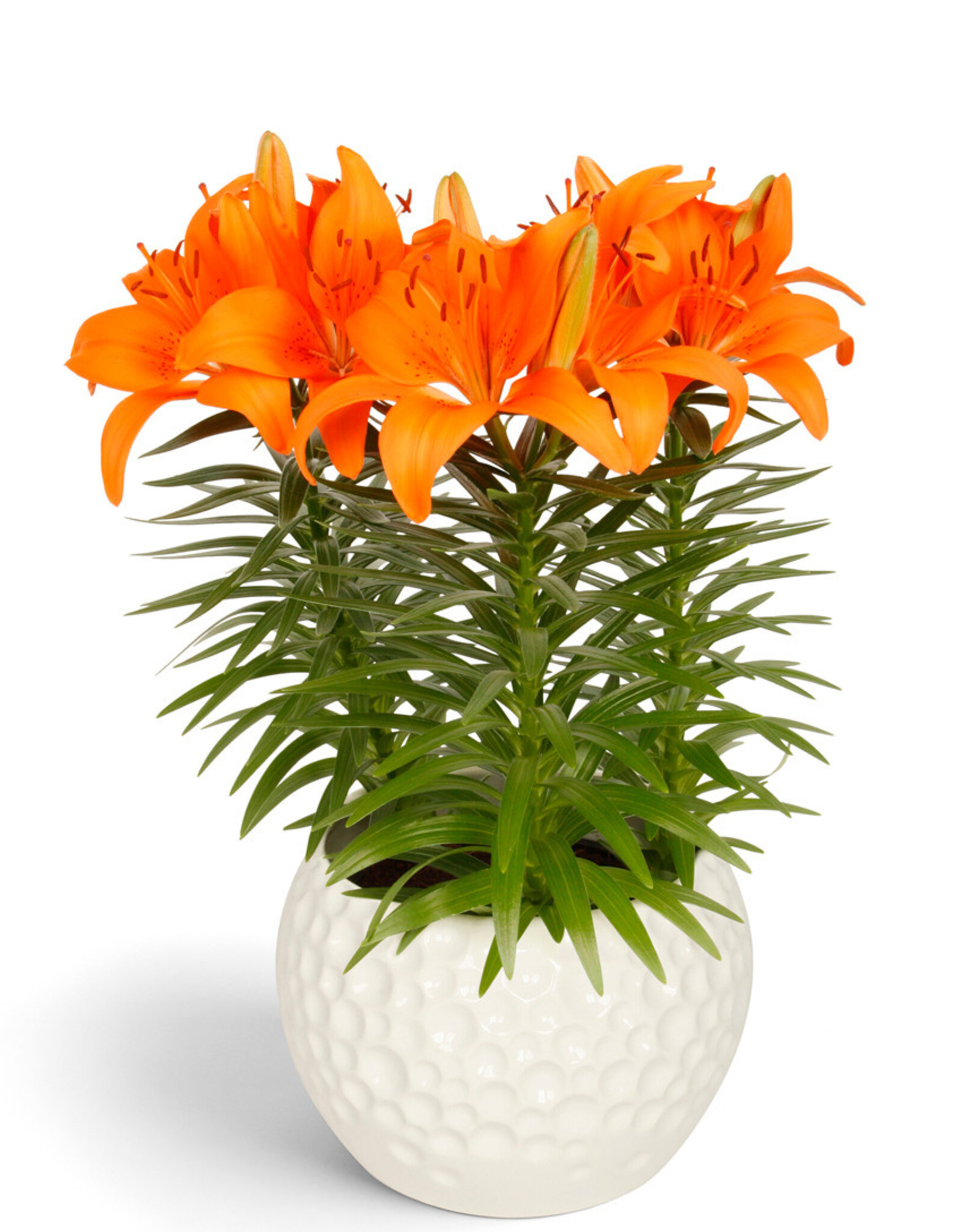 Zabo Lilium Asiatic Pot Lily TINY INVADER   #1 pot Orange