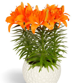 Zabo Lilium Asiatic Pot Lily TINY INVADER   #1 pot Orange