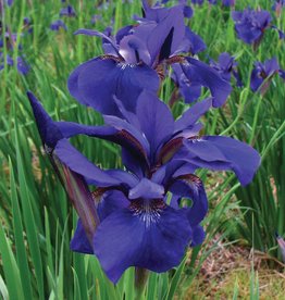 Bountiful Harvest Iris Iris Bountiful Harvest 1 Wagon Wheel