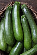 High Mowing Seed HM Stardust Zucchini  1/8 OZ