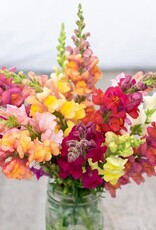High Mowing Seed HM Lion's Mouth Snapdragon  1/64 OZ