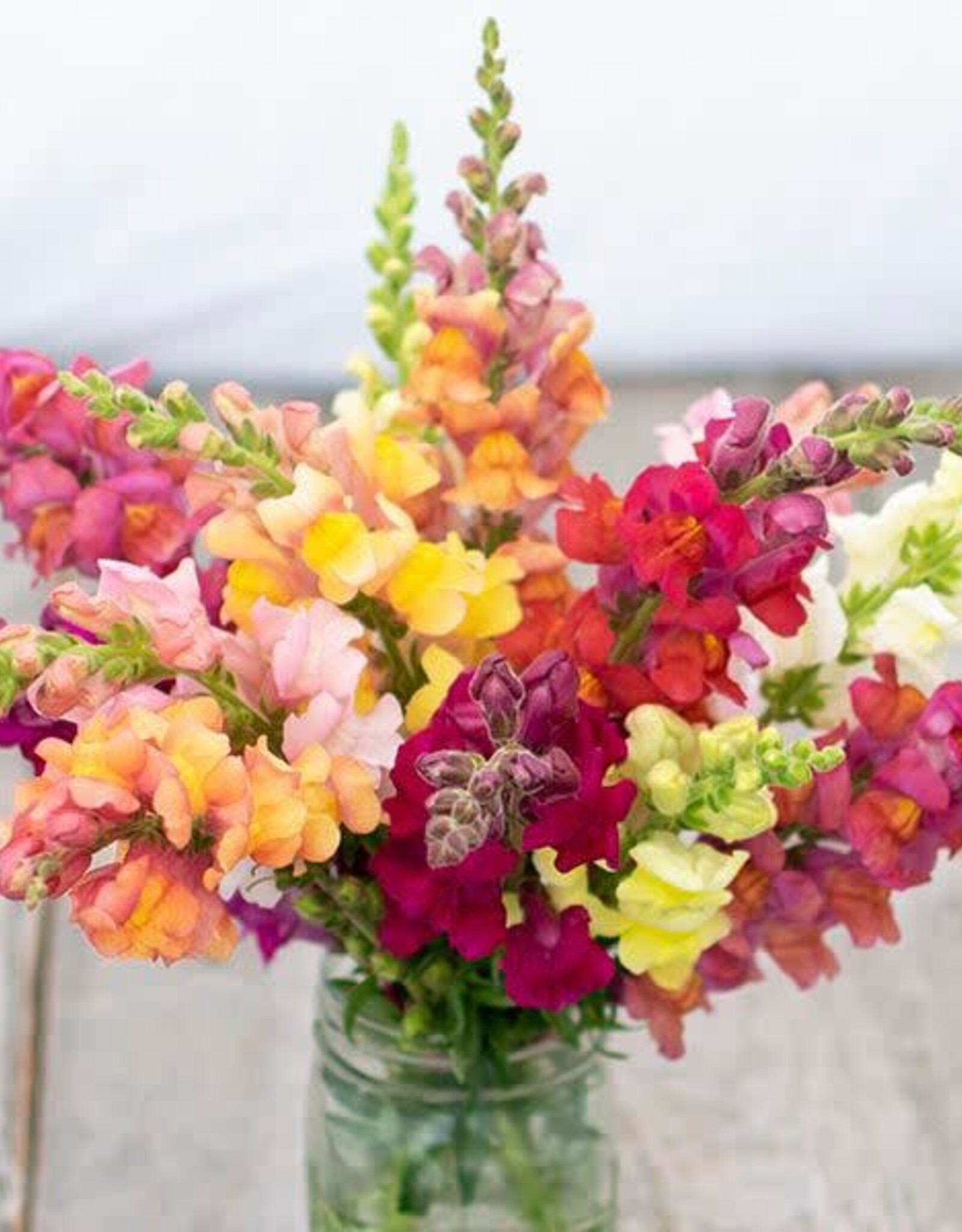 High Mowing Seed HM Lion's Mouth Snapdragon  1/64 OZ