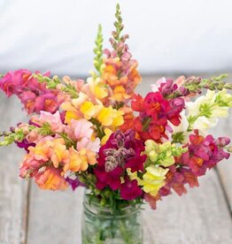 High Mowing Seed HM Lion's Mouth Snapdragon  1/64 OZ