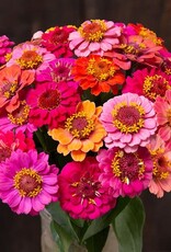 High Mowing Seed HM Dwarf Thumbolina Zinnia  50 SEEDS