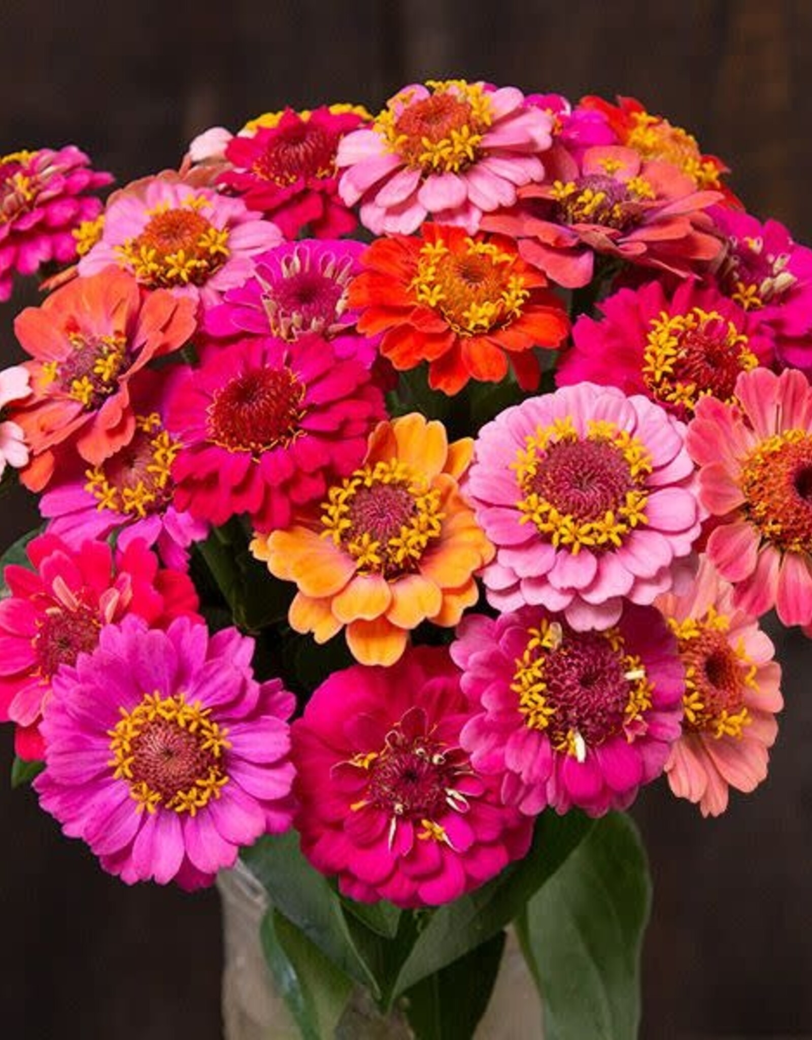 High Mowing Seed HM Dwarf Thumbolina Zinnia  50 SEEDS
