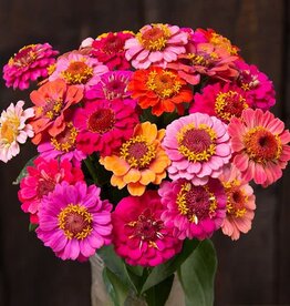 High Mowing Seed HM Dwarf Thumbolina Zinnia  50 SEEDS