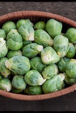 High Mowing Seed HM Igor F1 Brussels Sprouts  10 SEEDS