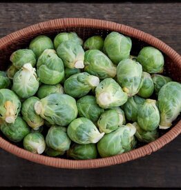 High Mowing Seed HM Igor F1 Brussels Sprouts  10 SEEDS