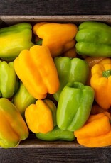 High Mowing Seed HM Flavor Burst Pepper: 10 SEEDS