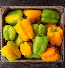 High Mowing Seed HM Flavor Burst Pepper: 10 SEEDS