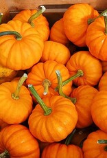 High Mowing Seed HM Jack Be Little Pumpkin  1/8 OZ