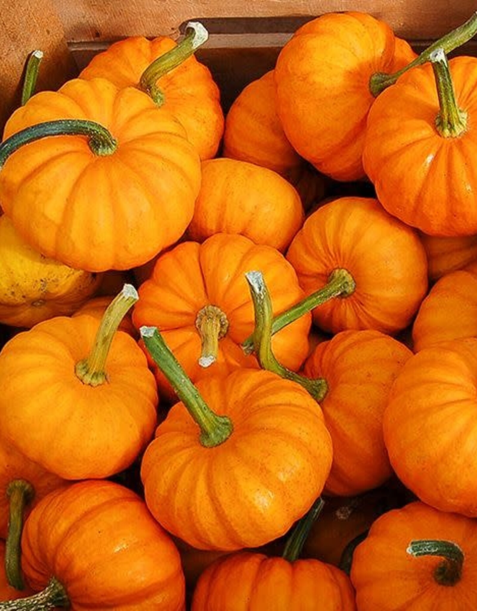High Mowing Seed HM Jack Be Little Pumpkin  1/8 OZ