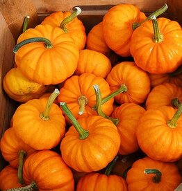 High Mowing Seed HM Jack Be Little Pumpkin  1/8 OZ