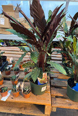 Mainland Calathea rufibarba 6 inch Velvet Calathea