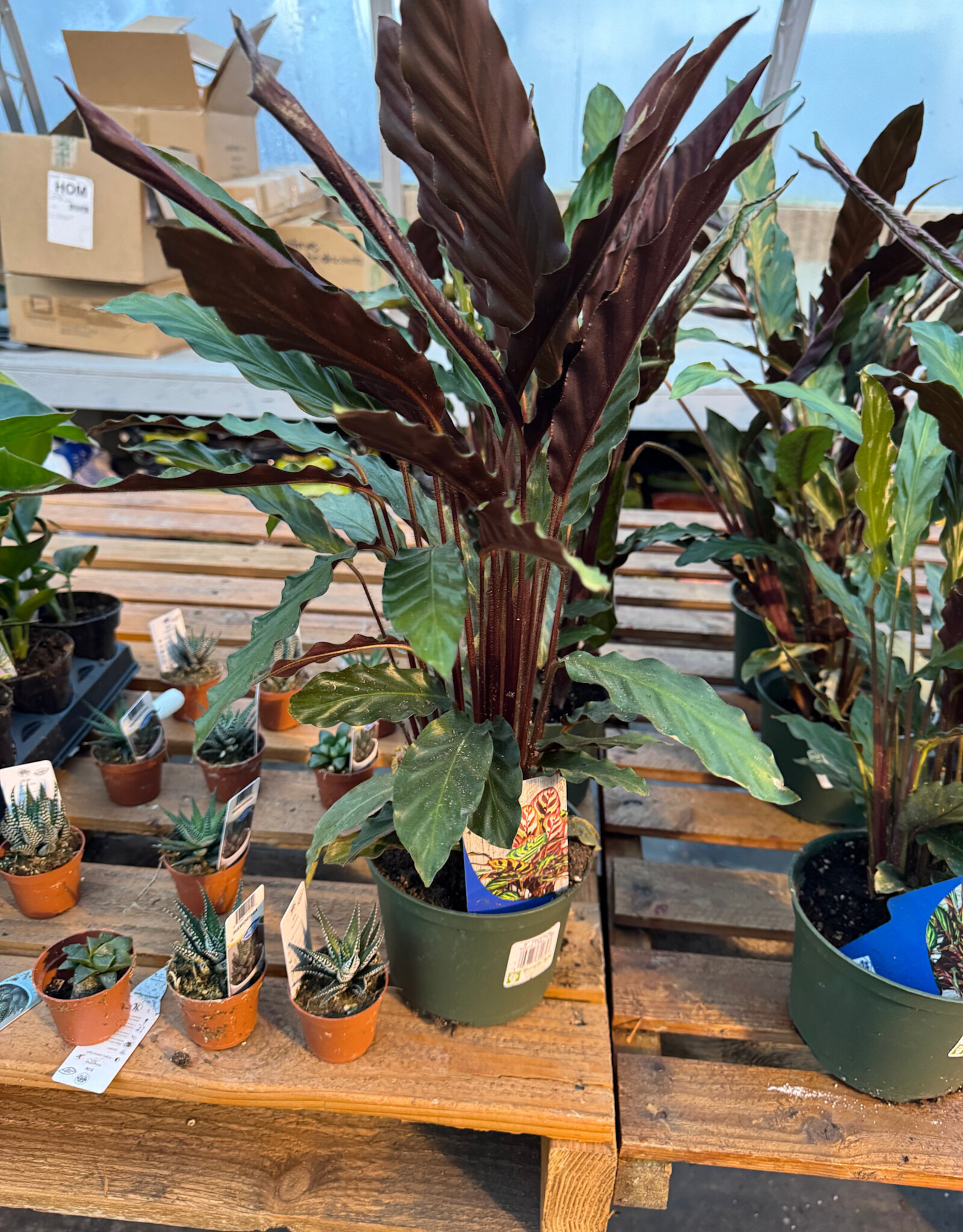 Mainland Calathea rufibarba 6 inch Velvet Calathea