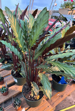 Mainland Calathea rufibarba 6 inch Velvet Calathea