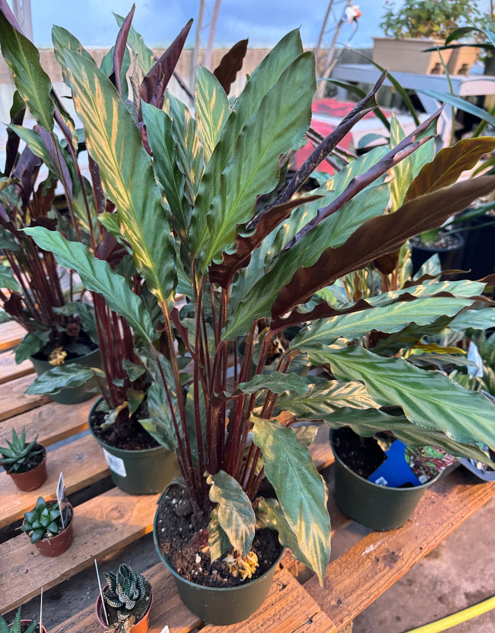 Mainland Calathea rufibarba 6 inch Velvet Calathea