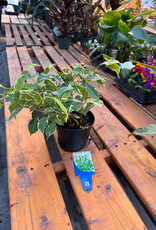 Mainland Ficus benjamina variegata 6in -Weeping Fig