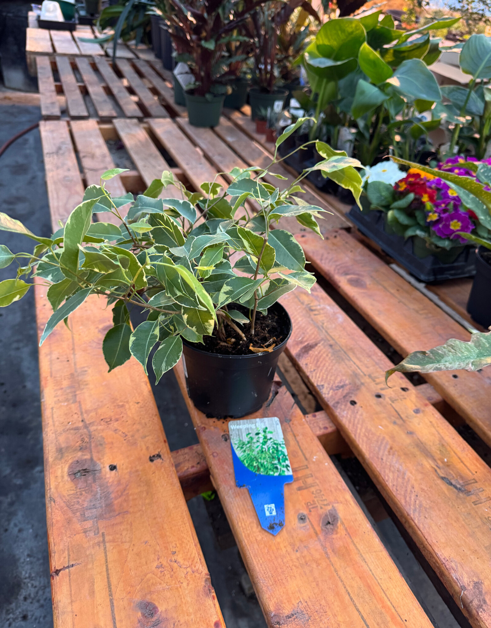 Mainland Ficus benjamina variegata 6in -Weeping Fig