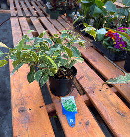 Mainland Ficus benjamina variegata 6in -Weeping Fig