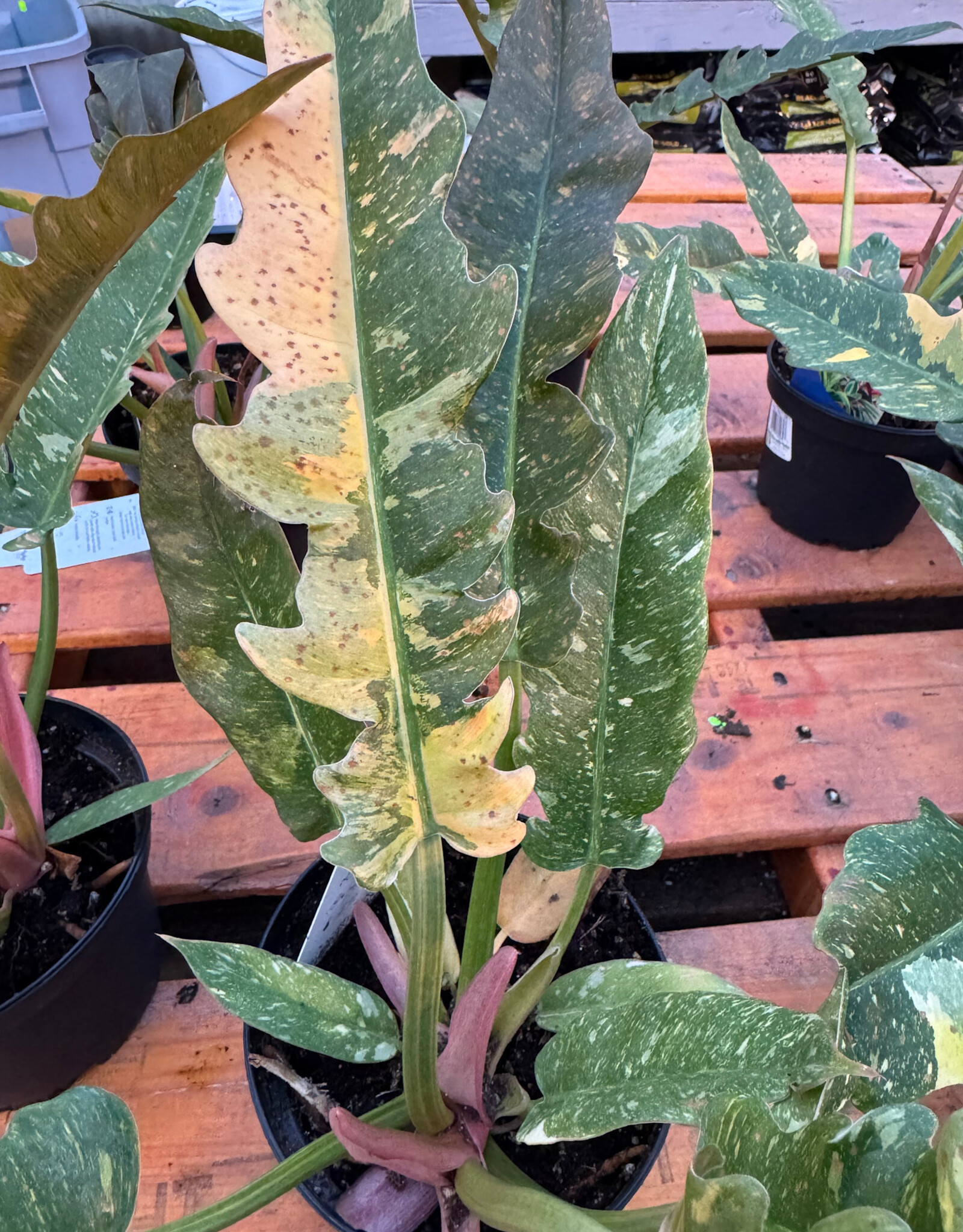 Mainland Philodendron 'Ring of Fire' 6 inch