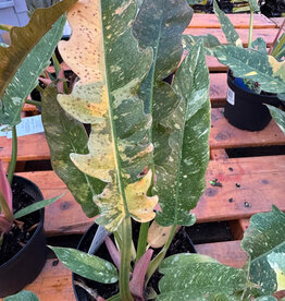 Mainland Philodendron 'Ring of Fire' 6 inch