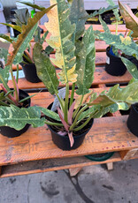 Mainland Philodendron 'Ring of Fire' 6 inch