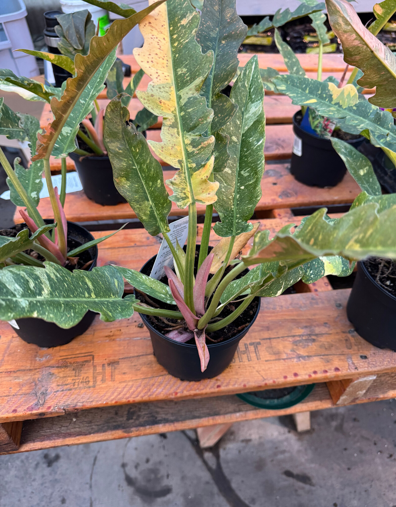Mainland Philodendron 'Ring of Fire' 6 inch