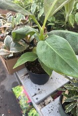 Mainland Musa - Banana, Dwarf Cavendish