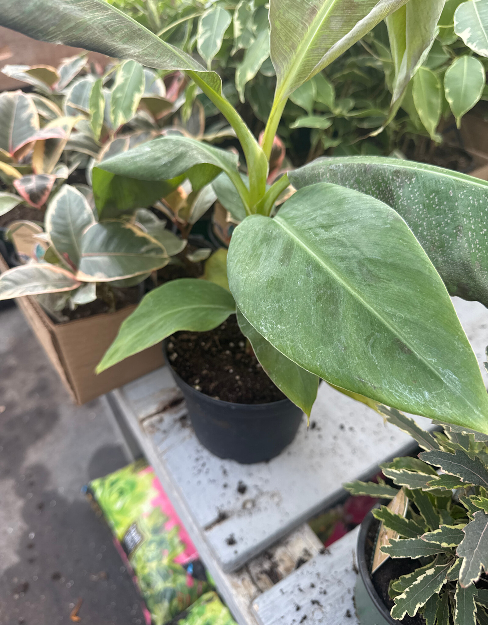 Mainland Musa - Banana, Dwarf Cavendish