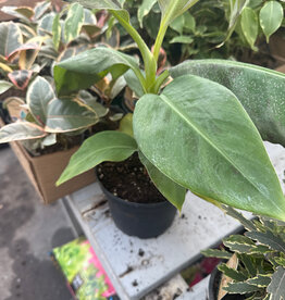 Mainland Musa - Banana, Dwarf Cavendish