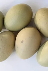 Dunlap Olive Egger Chicken P 5-1-25 NEW Experimental Phase