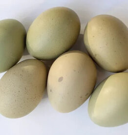 Dunlap Olive Egger Chicken P 5-1-25 NEW Experimental Phase