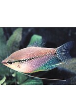 Nautilus GOURAMI: PEARL LEERI