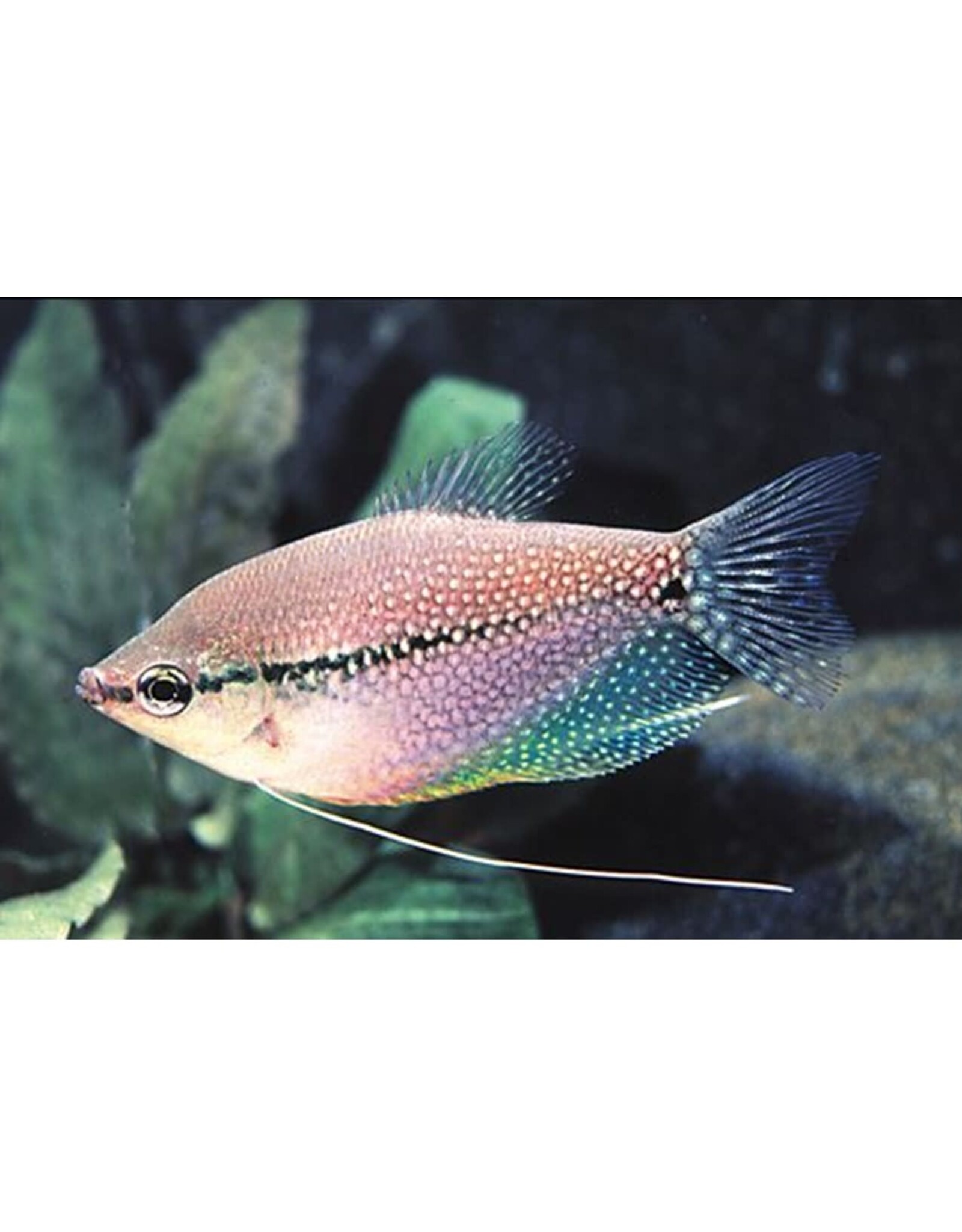 Nautilus GOURAMI: PEARL LEERI
