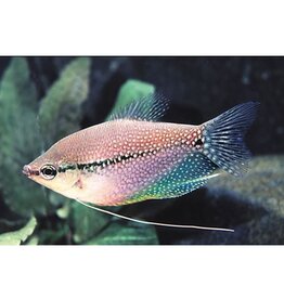 Nautilus GOURAMI: PEARL LEERI