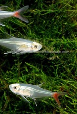 Nautilus TETRA: GLASS BLOODFIN