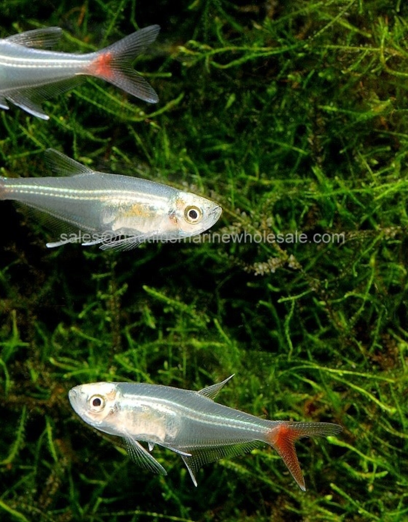 Nautilus TETRA: GLASS BLOODFIN