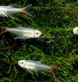 Nautilus TETRA: GLASS BLOODFIN