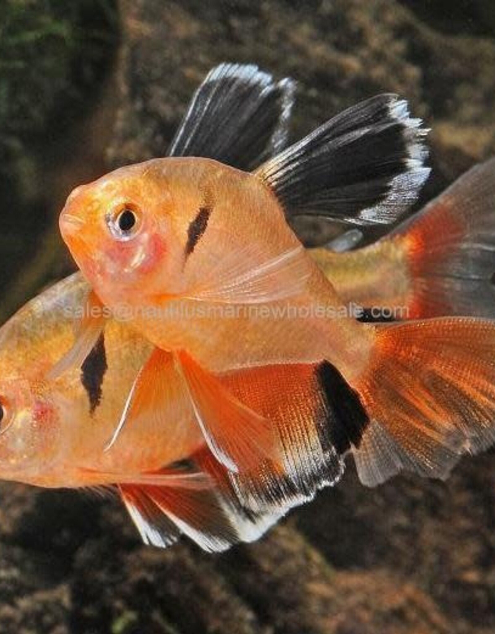 Nautilus TETRA: SERPAE H/F