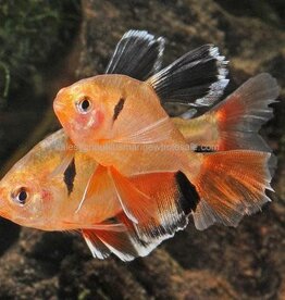 Nautilus TETRA: SERPAE H/F