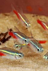 Nautilus TETRA: NEON JUMBO - FL