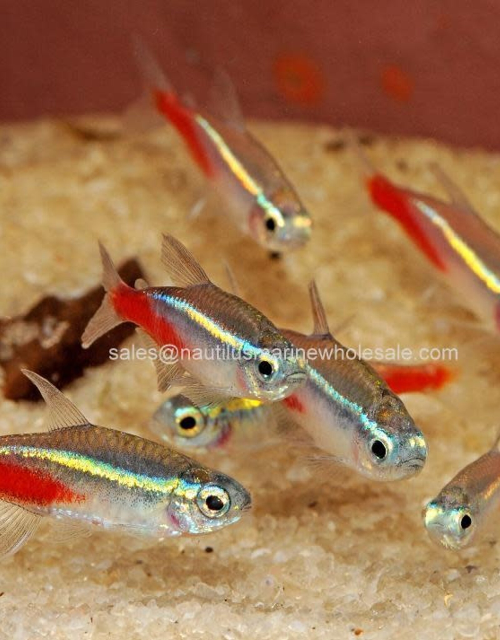 Nautilus TETRA: NEON JUMBO - FL