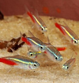 Nautilus TETRA: NEON JUMBO - FL