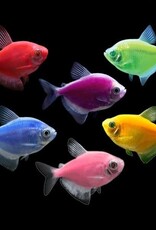 Nautilus GLOFISH TETRA ASSORTED