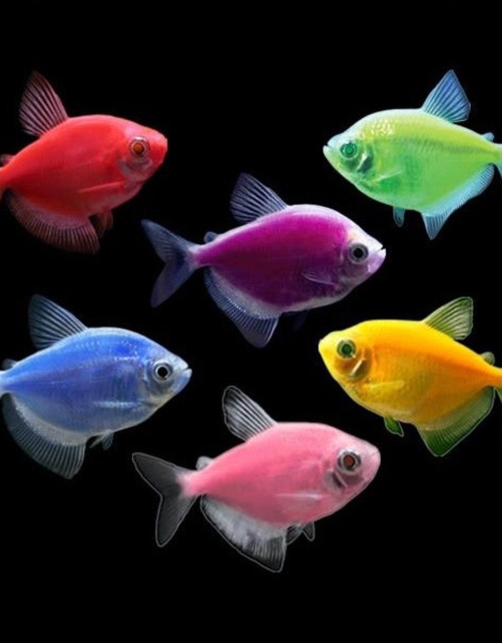 Nautilus GLOFISH TETRA ASSORTED